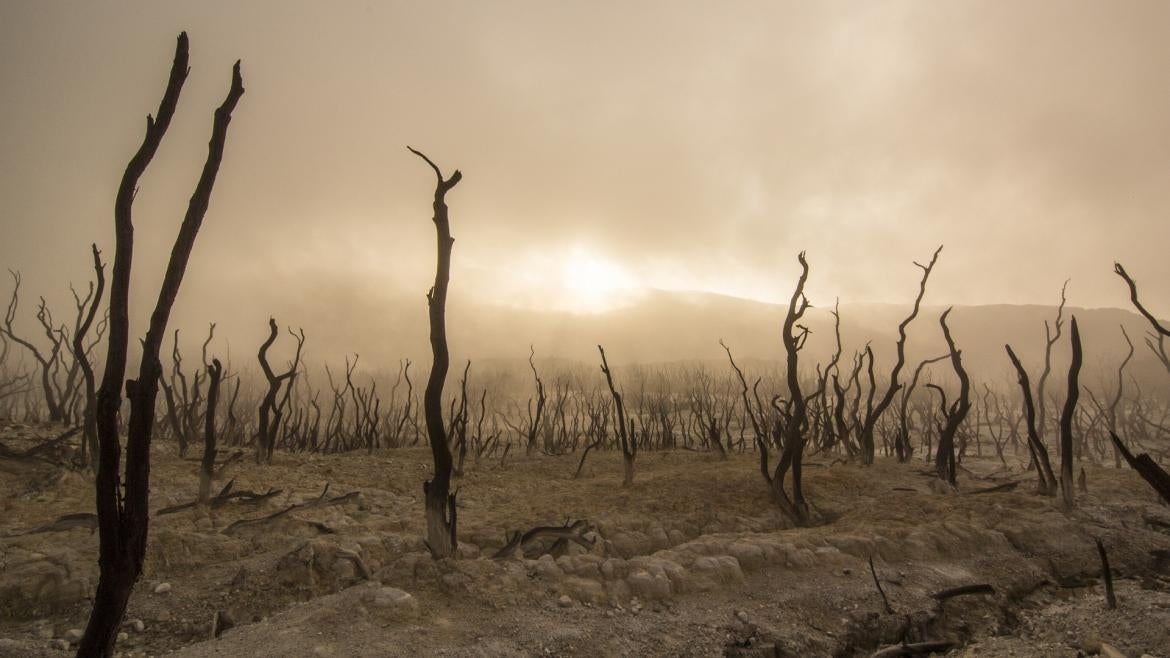 Completely dry dirt is covered with dead trees. In the distance are mountains, but it is nearly too dusty to see them.