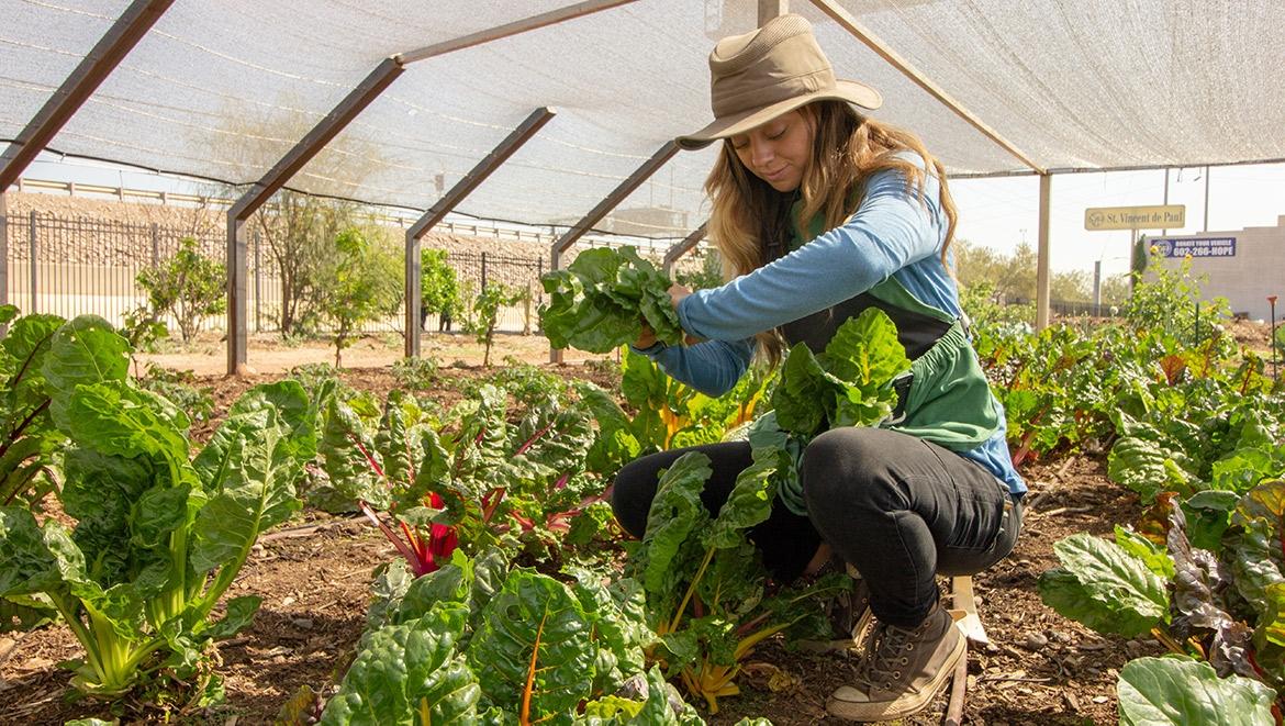 The Society of St. Vincent de Paul's urban farms produce hundreds of pounds of produce every week for the nonprofit organization's kitchens and food boxes. Photo courtesy St. Vincent de Paul.