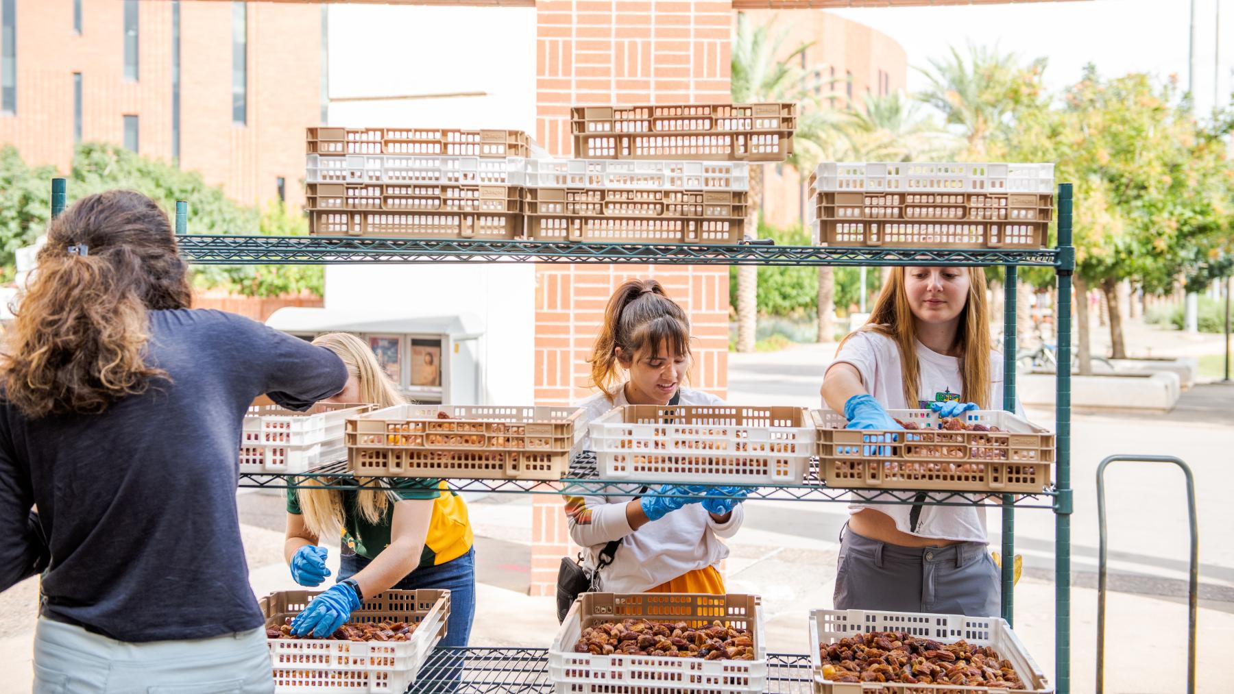 Date Palm Harvest